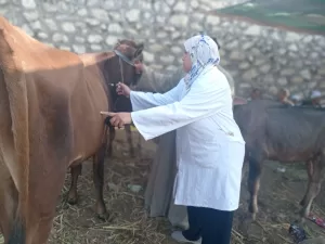 ضبط 75 طن مصنعات لحوم ودواجن فاسدة خلال شهر في الجيزة 31 - جريدة المساء