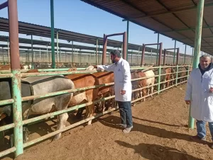 ضبط 75 طن مصنعات لحوم ودواجن فاسدة خلال شهر في الجيزة 33 - جريدة المساء