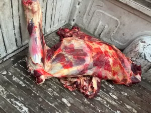 ضبط 75 طن مصنعات لحوم ودواجن فاسدة خلال شهر في الجيزة 37 - جريدة المساء