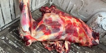 ضبط 75 طن مصنعات لحوم ودواجن فاسدة خلال شهر في الجيزة 1 - جريدة المساء