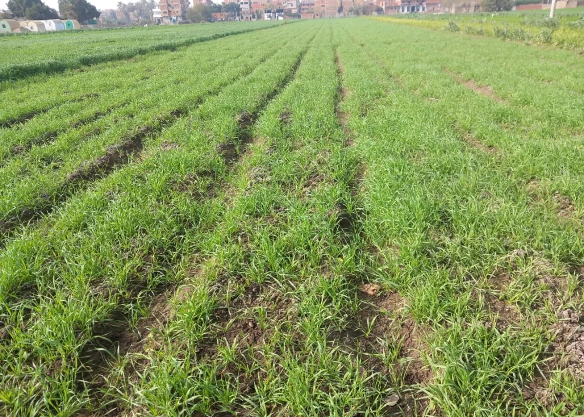 ترخيص 1200 مشروع زراعي بالمنوفية 18 - جريدة المساء