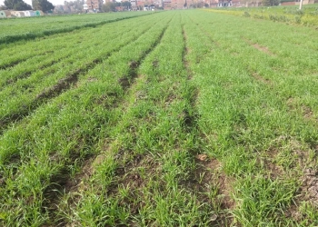 ترخيص 1200 مشروع زراعي .. بالمنوفية 25 - جريدة المساء