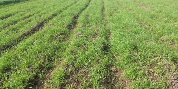 ترخيص 1200 مشروع زراعي .. بالمنوفية 1 - جريدة المساء