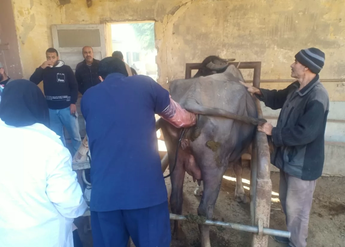 "الزراعة": فحص وعلاج 3441 رأس ماشية بالمجان في المنوفية وبني سويف 18 - جريدة المساء