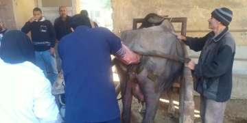 "الزراعة": فحص وعلاج 3441 رأس ماشية بالمجان في المنوفية وبني سويف 1 - جريدة المساء