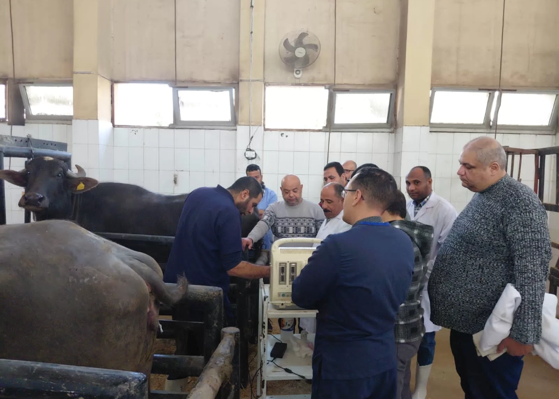 الزراعه : تنمية مهارات الأطباء البيطريين على تقنيات السونار الحديثة 15 - جريدة المساء