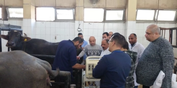 الزراعه : تنمية مهارات الأطباء البيطريين على تقنيات السونار الحديثة 1 - جريدة المساء