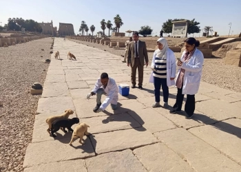 الزراعة" تواصل "التحصين والتعقيم": لأكثر من 2700 كلب حر .. وحملة نوعية بالمناطق الأثرية في الأقصر 31 - جريدة المساء