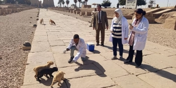 الزراعة" تواصل "التحصين والتعقيم": لأكثر من 2700 كلب حر .. وحملة نوعية بالمناطق الأثرية في الأقصر 1 - جريدة المساء