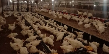 الزراعه : بنسبة نجاح 100%.. "الصحة الحيوانية" تجتاز اختبارات الكفاءة الدولية في تشخيص أمراض الدواجن 100 - جريدة المساء