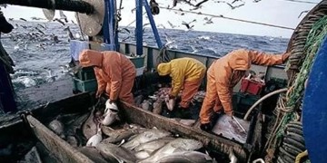 الإسكندرية تستضيف ورشة إقليمية لبناء القدرات في إدارة الثروة السمكية والتونة 1 - جريدة المساء