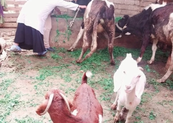 الزراعة": تحصين أكثر من 500 ألف رأس ماشية خلال الأسبوع الأول من الحملة الاستثنائية ضد الحمى القلاعية 27 - جريدة المساء