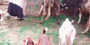 الزراعة": تحصين أكثر من 500 ألف رأس ماشية خلال الأسبوع الأول من الحملة الاستثنائية ضد الحمى القلاعية 1 - جريدة المساء