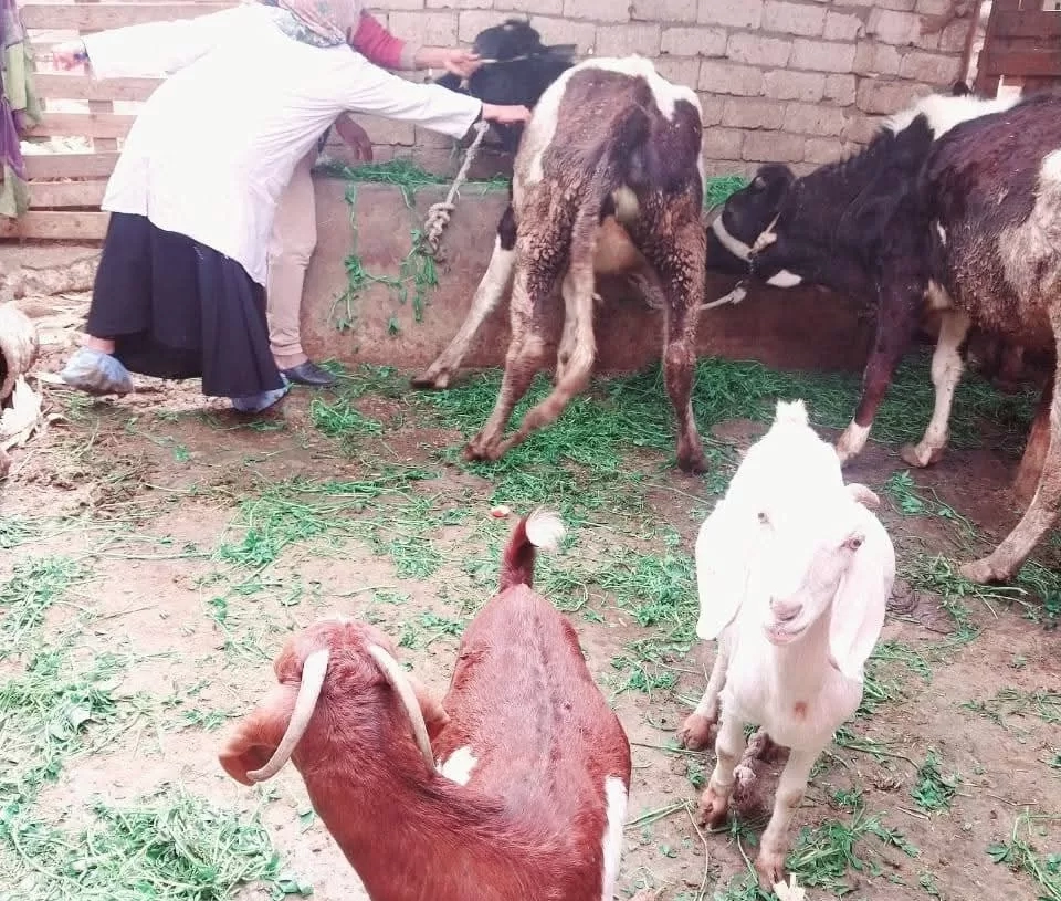 الزراعة": تحصين أكثر من 500 ألف رأس ماشية خلال الأسبوع الأول من الحملة الاستثنائية ضد الحمى القلاعية 19 - جريدة المساء