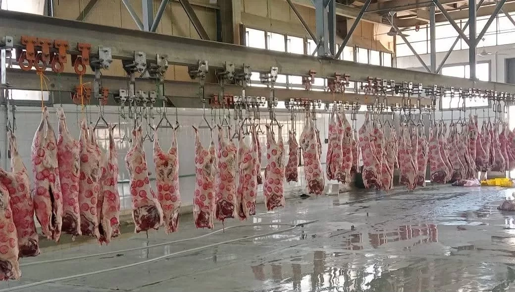 الزراعة : المجازر الحكومية استقبلت ٧٠٠ ألف رأس ماشية خلال النصف الثاني من ٢٠٢٥ 19 - جريدة المساء