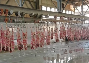 باشراف بيطري كامل.. "الزراعة": المجازر الحكومية استقبلت ٧٠٠ ألف رأس ماشية خلال النصف الثاني من ٢٠٢٥ 25 - جريدة المساء