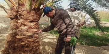 وزارة الزراعة: جهود مكثفة لمكافحة سوسة النخيل الحمراء وحماية أكثر من 22 مليون نخلة 1 - جريدة المساء