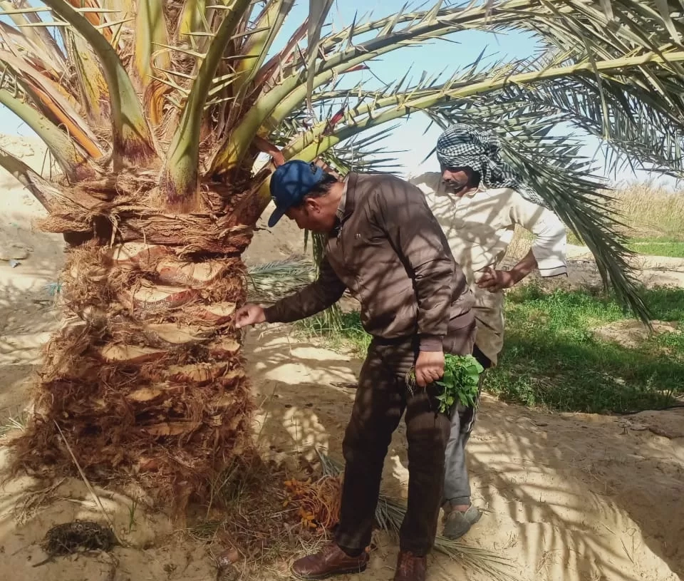 وزارة الزراعة: جهود مكثفة لمكافحة سوسة النخيل الحمراء وحماية أكثر من 22 مليون نخلة 17 - جريدة المساء