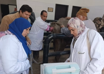 الزراعه : التلقيح الإصطناعي لأكثر من 60 ألف رأس ماشية وفحص وعلاج 40 ألف حالة تناسلية وتحسين وراثي للماشية في شهر واحد 19 - جريدة المساء