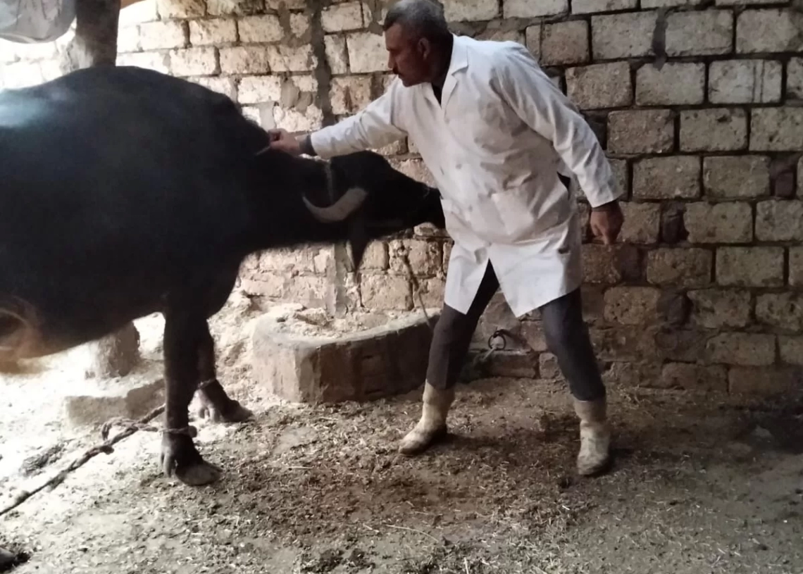 "الزراعة" تطلق قوافل بيطرية مجانية في قرى سوهاج 19 - جريدة المساء