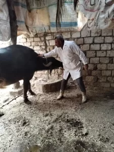 تحصين 90 ألف رأس ماشية ضد الحمى القلاعية بمراكز الجيزة خلال 3 أسابيع 23 - جريدة المساء