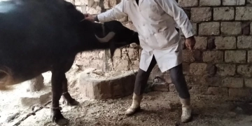 "الزراعة" تطلق قوافل بيطرية مجانية في قرى سوهاج 1 - جريدة المساء