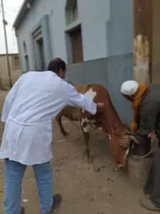 تحصين 90 ألف رأس ماشية ضد الحمى القلاعية بمراكز الجيزة خلال 3 أسابيع 21 - جريدة المساء