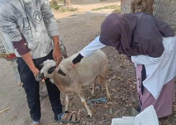 تحصين 90 ألف رأس ماشية ضد الحمى القلاعية بمراكز الجيزة خلال 3 أسابيع 26 - جريدة المساء تحصين 90 ألف رأس ماشية ضد الحمى القلاعية بمراكز الجيزة خلال 3 أسابيع 25 - جريدة المساء