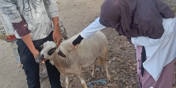 تحصين 90 ألف رأس ماشية ضد الحمى القلاعية بمراكز الجيزة خلال 3 أسابيع 1 - جريدة المساء