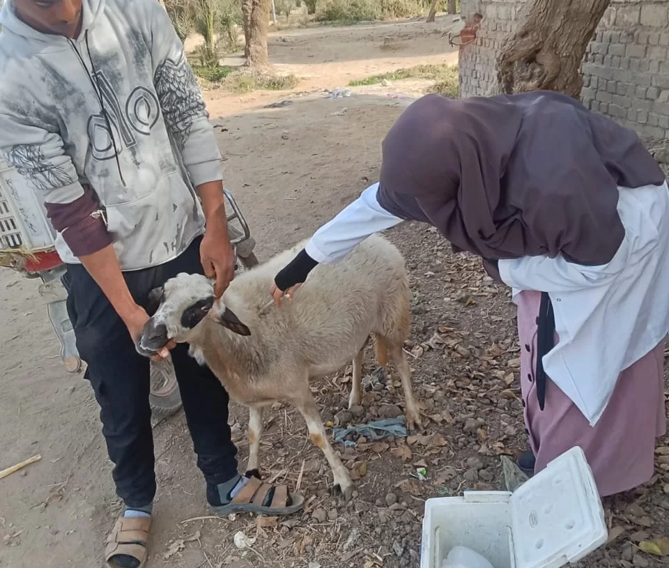 تحصين 90 ألف رأس ماشية ضد الحمى القلاعية بمراكز الجيزة خلال 3 أسابيع 19 - جريدة المساء