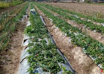 5 ملايين جنيه لتمويل 336 مشروعاً اقتصاديا..بالمنوفية 26 - جريدة المساء 5 ملايين جنيه لتمويل 336 مشروعاً اقتصاديا..بالمنوفية 25 - جريدة المساء