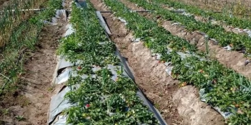 5 ملايين جنيه لتمويل 336 مشروعاً اقتصاديا..بالمنوفية 1 - جريدة المساء