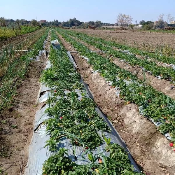 5 ملايين جنيه لتمويل 336 مشروعاً اقتصاديا..بالمنوفية 19 - جريدة المساء