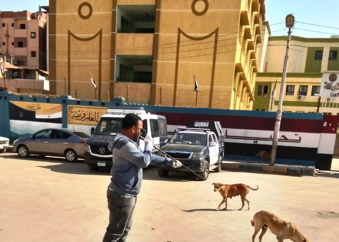 تنظيم حملات لتطعيم الكلاب الضالة لحماية المواطنين في اسوان 20 - جريدة المساء تنظيم حملات لتطعيم الكلاب الضالة لحماية المواطنين في اسوان 19 - جريدة المساء