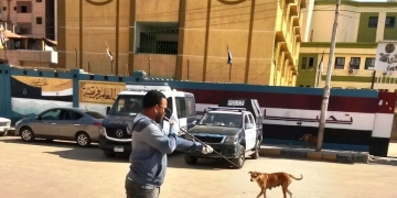 تنظيم حملات لتطعيم الكلاب الضالة لحماية المواطنين في اسوان 1 - جريدة المساء