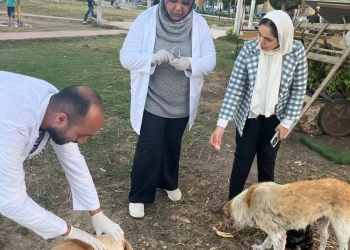 "الزراعة": تكثيف حملات تحصين وتعقيم كلاب الشوارع 15 - جريدة المساء