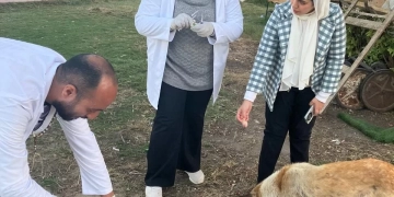 "الزراعة": تكثيف حملات تحصين وتعقيم كلاب الشوارع 1 - جريدة المساء