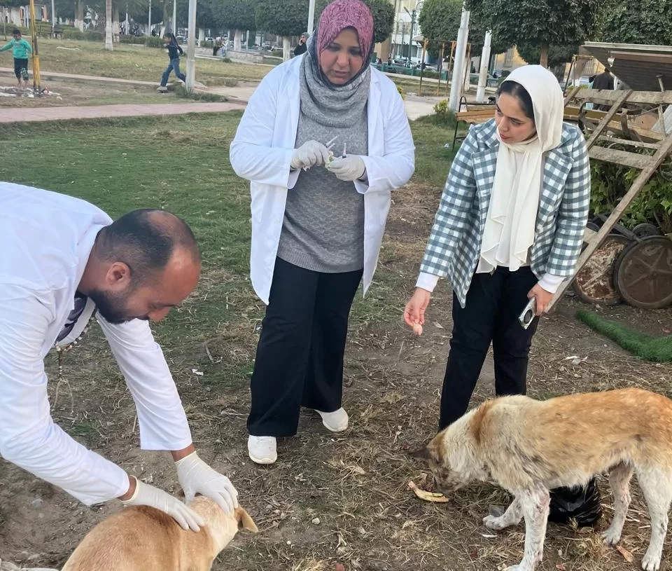"الزراعة": تكثيف حملات تحصين وتعقيم كلاب الشوارع 19 - جريدة المساء