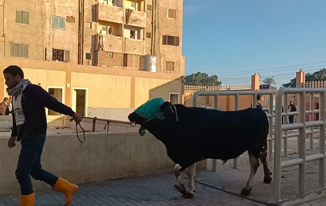 محافظ كفرالشيخ يؤكد التشغيل التجريبي لمجزر دسوق تمهيدًا لافتتاحه 17 - جريدة المساء