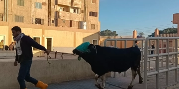 محافظ كفرالشيخ يؤكد التشغيل التجريبي لمجزر دسوق تمهيدًا لافتتاحه 1 - جريدة المساء