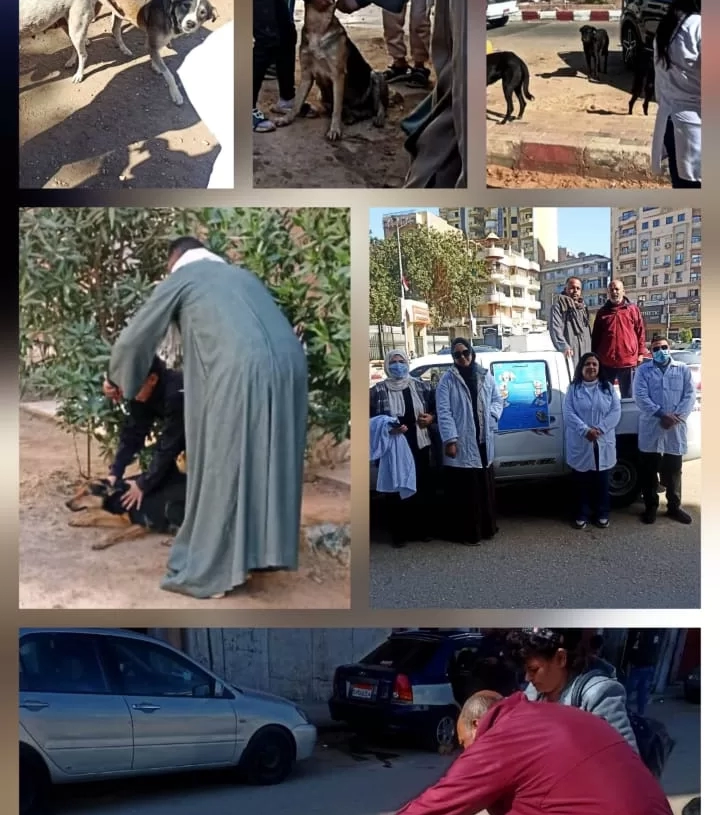 حملة لتطعيم وتحصين كلاب الشوارع من مرض السعار بسوهاج تنفذها الطب البيطري 18 - جريدة المساء