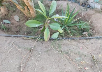 متابعة أعمال البساتين ضمن خطة تطوير الزراعة بجنوب سيناء 29 - جريدة المساء