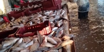 32 طنا من الأسماك ..حصاد مزرعة برسيق السمكية 9 - جريدة المساء