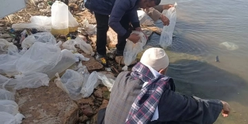 جهاز حمايه البحيرات: تنمية بحيرة وادي الريان بإنزال 460 ألف وحدة زريعة طوبار 1 - جريدة المساء