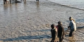 "جهاز حماية وتنمية البحيرات: يواصل دعم الإنتاج بمزرعة الزاوية بكفر الشيخ.. 1 - جريدة المساء