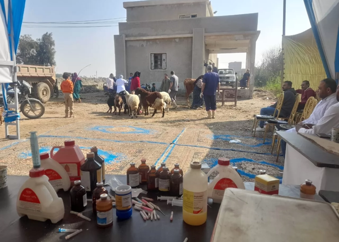 "الزراعة": قوافل بيطرية ودورات تدريبية لدعم مربي الماشية في الصعيد 19 - جريدة المساء