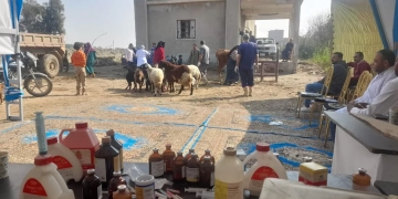 "الزراعة": قوافل بيطرية ودورات تدريبية لدعم مربي الماشية في الصعيد 1 - جريدة المساء