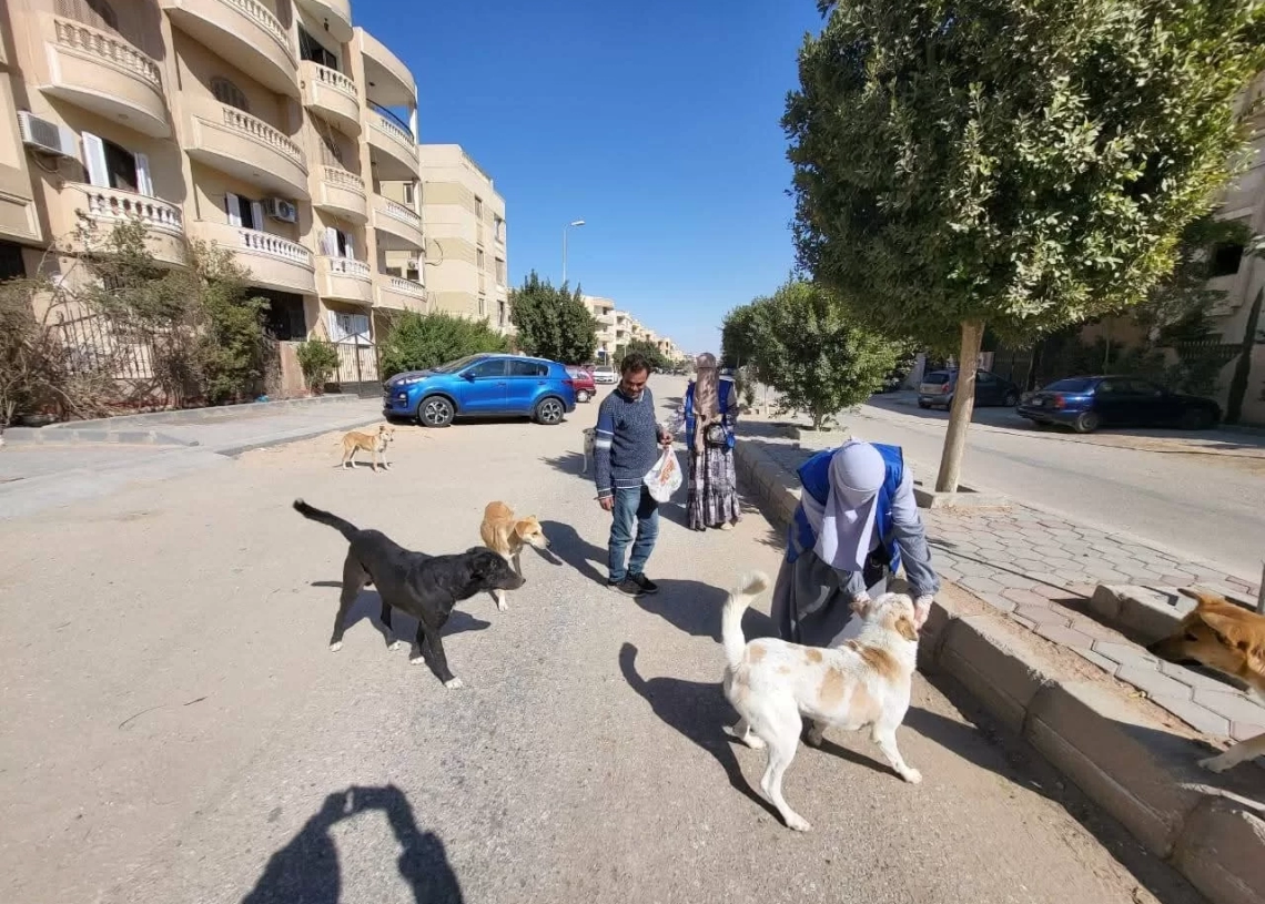 "الزراعة": تحصين ٨ الاف كلب حر وتعقيم ضمن الحملة القومية لمكافحة مرض السعار.. 13 - جريدة المساء