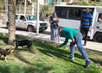 "الزراعة": تعقيم 11 ألف من كلاب الشوارع 16 - جريدة المساء