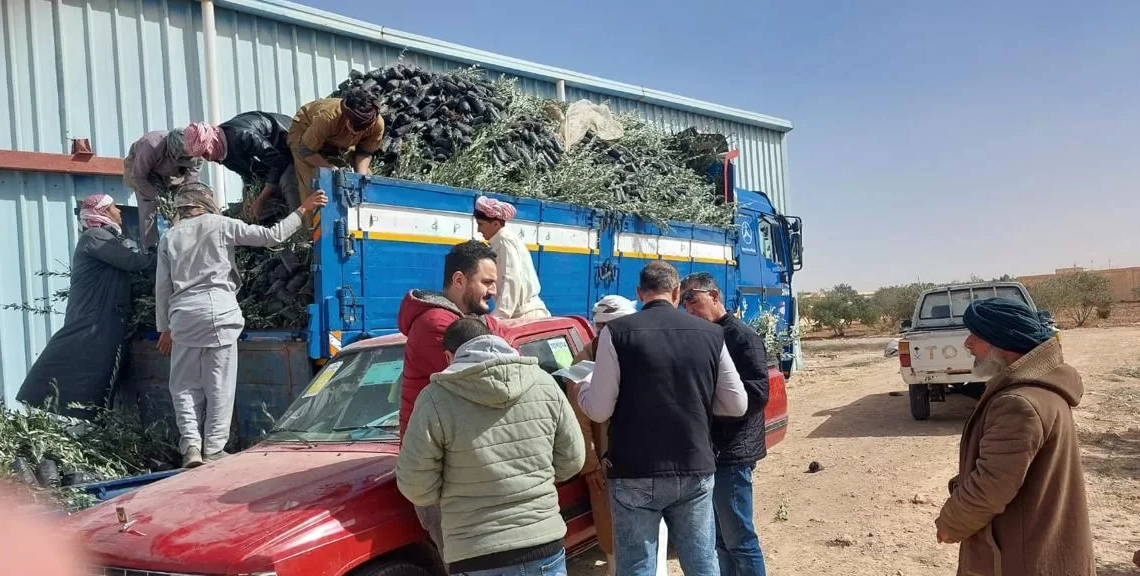 "الزراعة" توزع 33 ألف شتلة زيتون بالمجان لدعم التجمعات البدوية بمطروح.. 19 - جريدة المساء